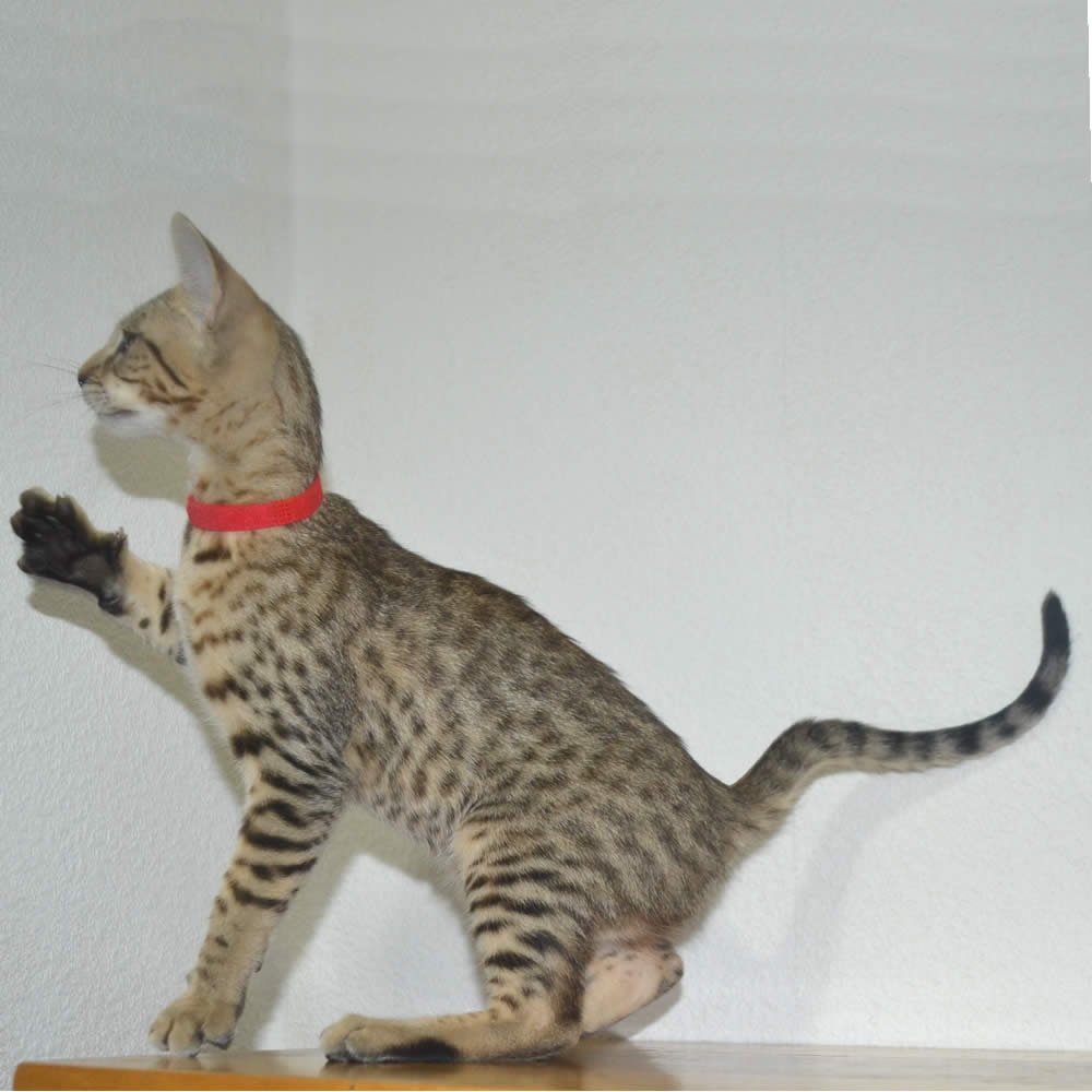 F6 Savannah Kittens for Sale Amanukatz Savannah Cats Ohio Mi and Pa