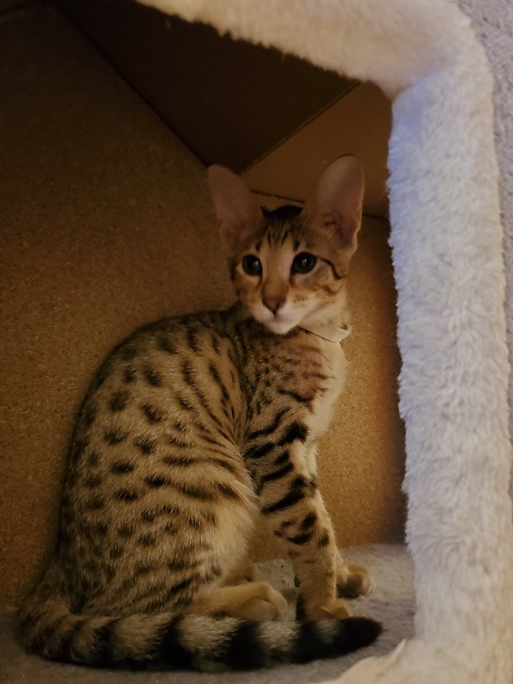F6 Savannah Kittens for Sale Amanukatz Savannah Cats Ohio Mi and Pa