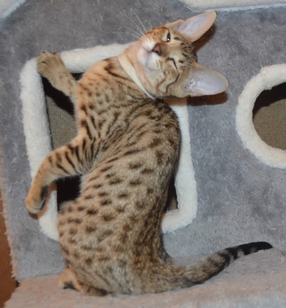 F6 Savannah Kittens for Sale Amanukatz Savannah Cats Ohio Mi and Pa