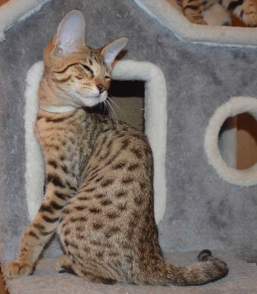 F6 Savannah Kittens for Sale Amanukatz Savannah Cats Ohio Mi and Pa