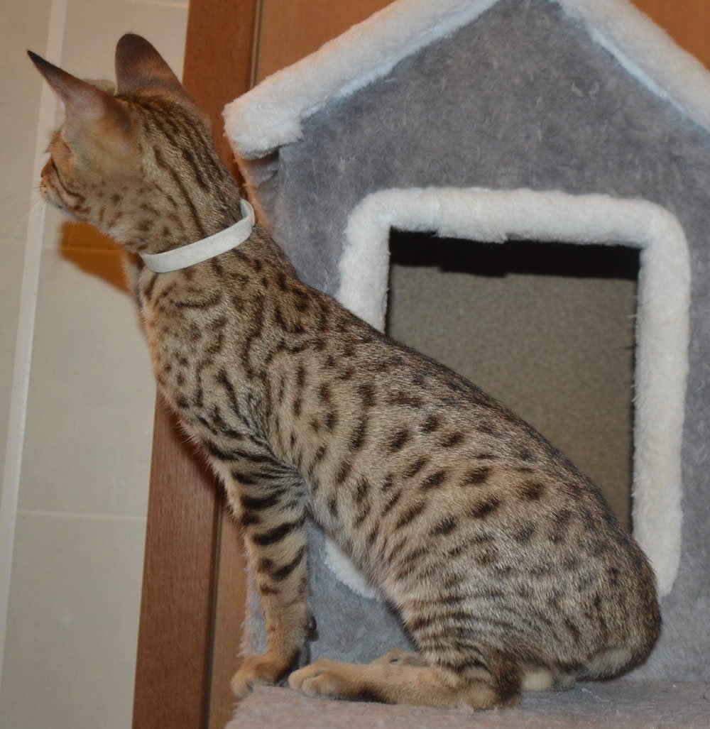 F6 Savannah Kittens for Sale Amanukatz Savannah Cats Ohio Mi and Pa