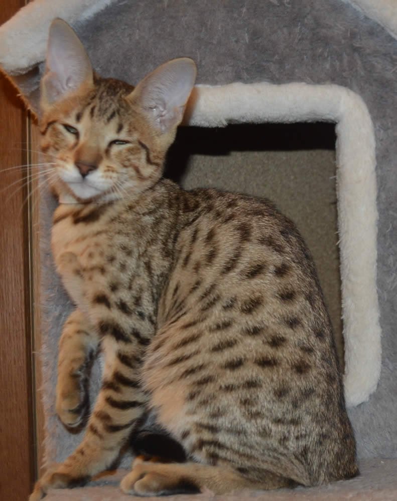 F6 Savannah Kittens for Sale Amanukatz Savannah Cats Ohio Mi and Pa