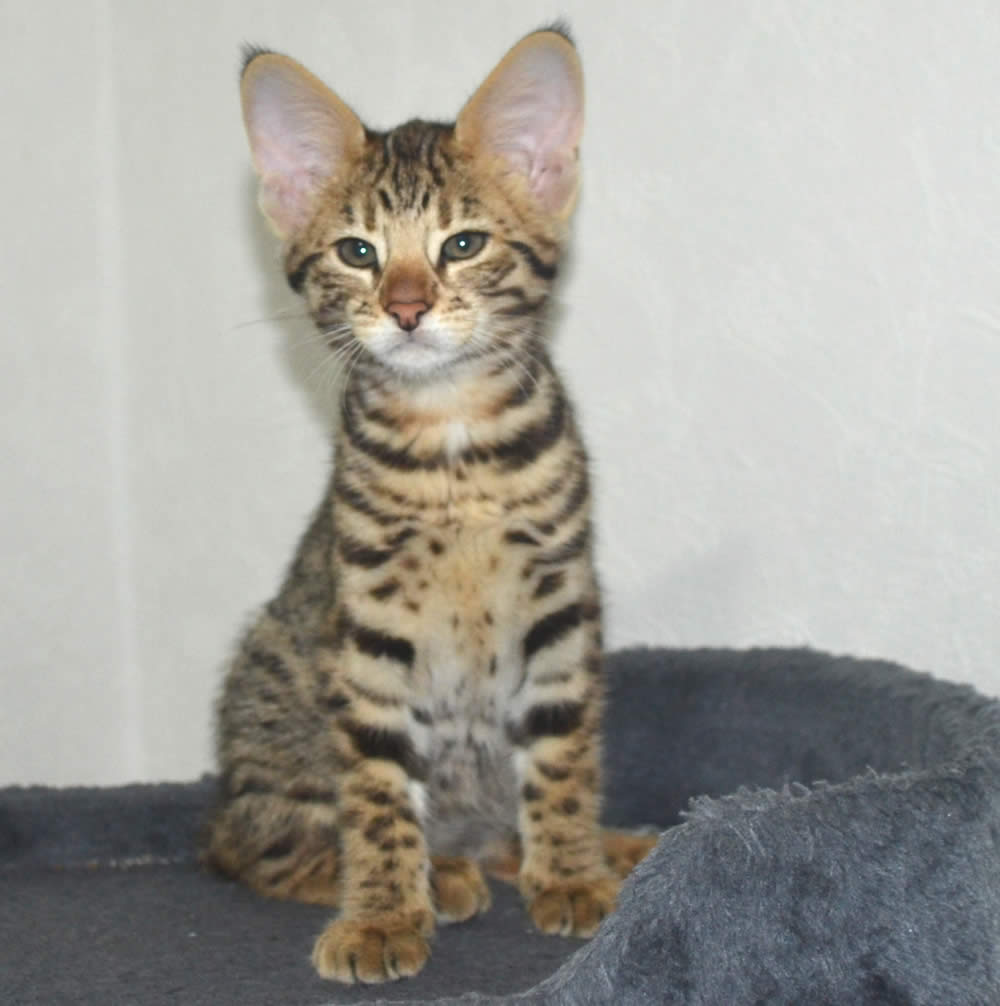 29 HQ Pictures Kittens Available In Massachusetts - Kittens available