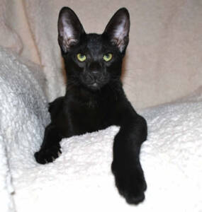 f6-savannah-kitten-vmkec