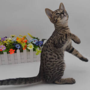 F7-savannah-kittens-admelllb