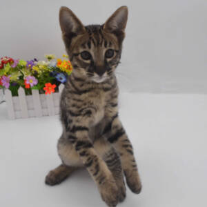 F7-savannah-kittens-admelllc