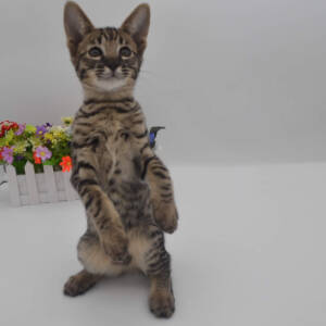 F7-savannah-kittens-admellld