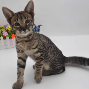 F7-savannah-kittens-admellle