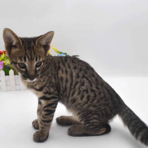 F7-savannah-kittens-admelllf