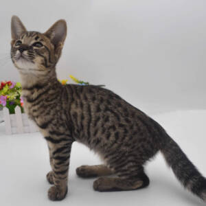 F7-savannah-kittens-admelllg