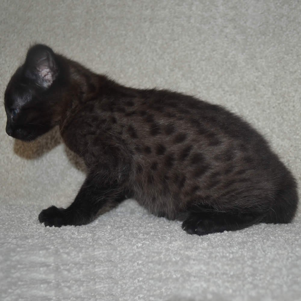F2 Savannah Kittens Available in Ohio Savannah Cats Call 419 533 3719