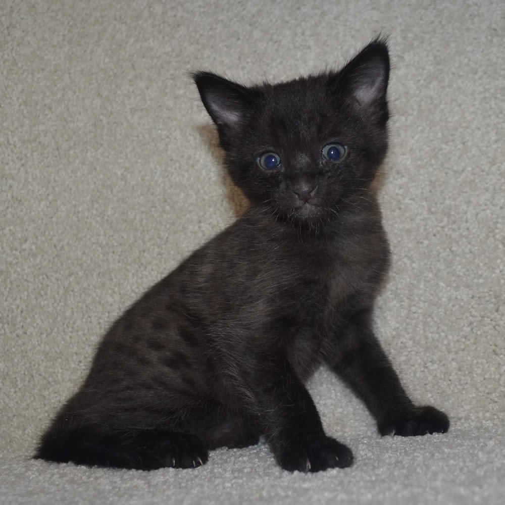 F2 Savannah Kittens Available in Ohio Savannah Cats Call 419 533 3719 F2 Savannah Kittens Available in Ohio Savannah Cats Call 419 533 3719