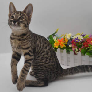 f6-savannah-kittens-ad-1-21i