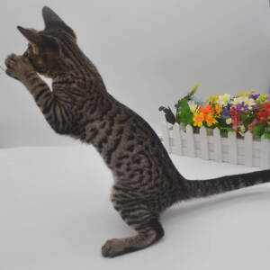 f6-savannah-kittens-ad-1-21j