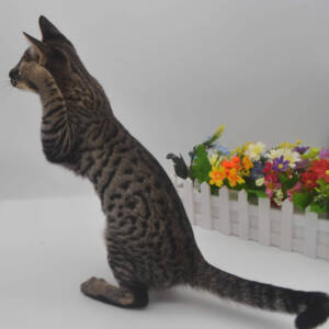 f6-savannah-kittens-ad-1-21k