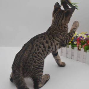f6-savannah-kittens-ad-1-21l