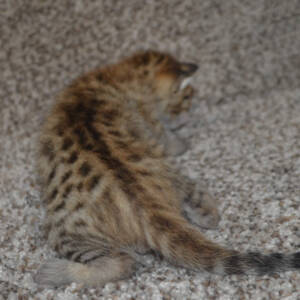 f6-savannah-kittens-crashbma