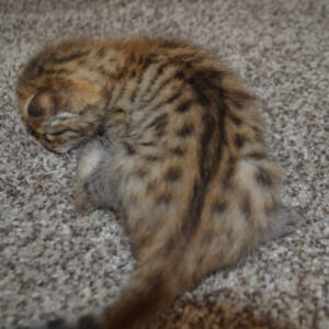f6-savannah-kittens-crashbmb
