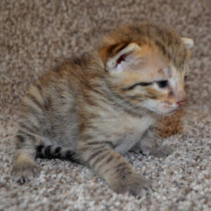 f6-savannah-kittens-crashbmc