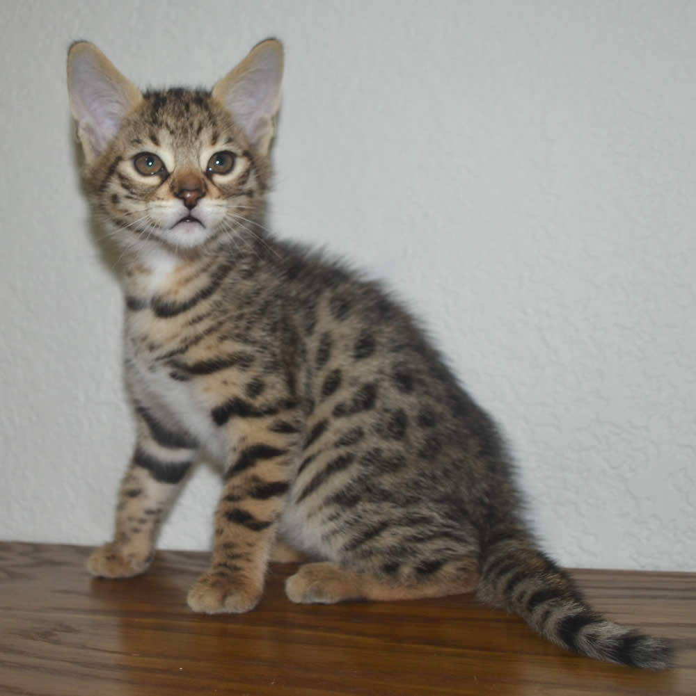SAVANNAH KITTENS F1-F5 - YOU BREED