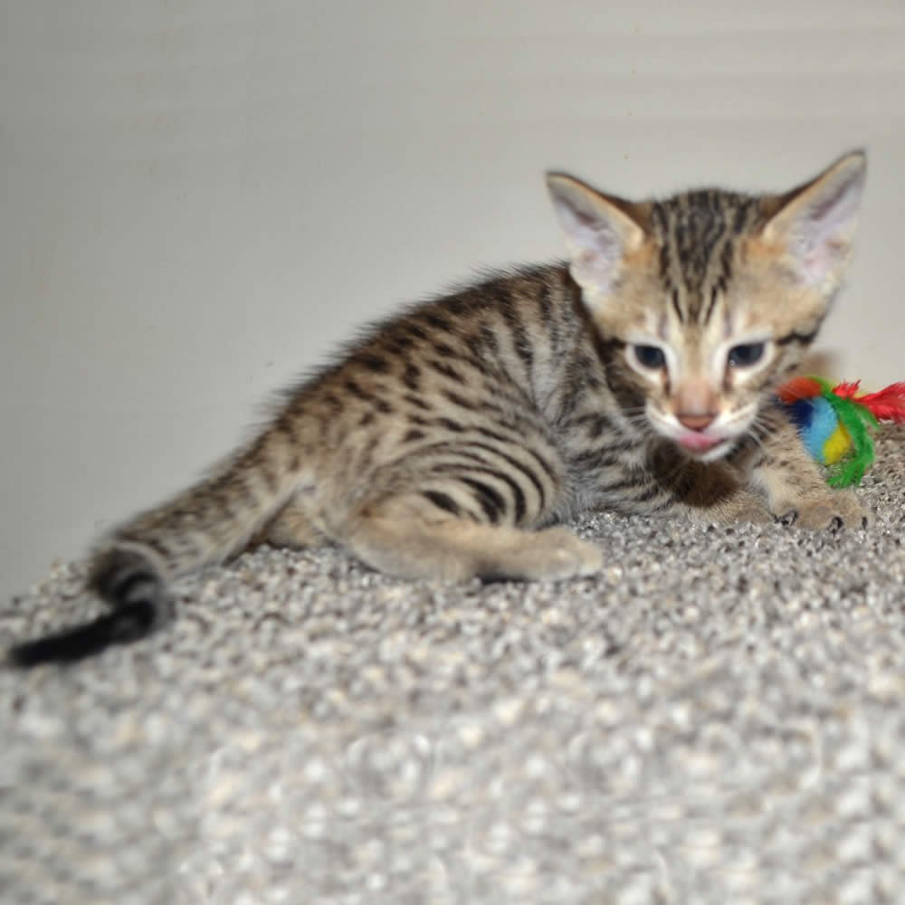 F6 Savannah Kittens for Sale Amanukatz Savannah Cats Ohio Mi and Pa