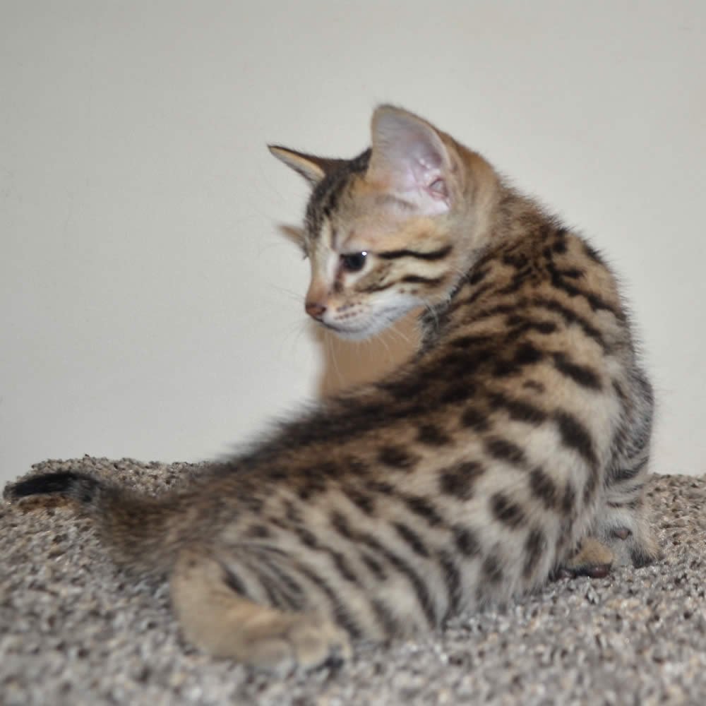 F6 Savannah Kittens for Sale Amanukatz Savannah Cats Ohio Mi and Pa