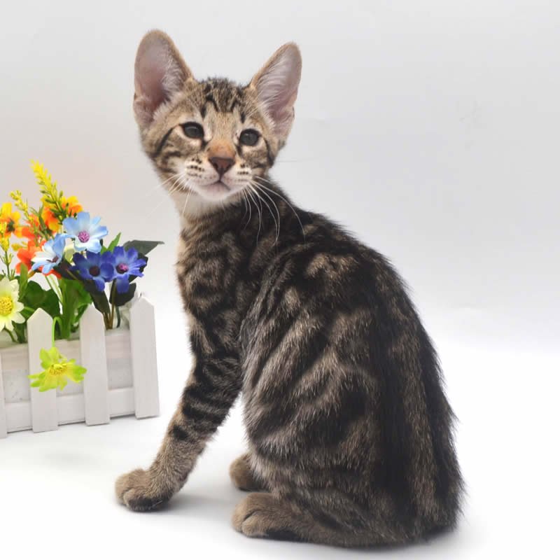 F6 Savannah Kittens for Sale Amanukatz Savannah Cats Ohio Mi and Pa
