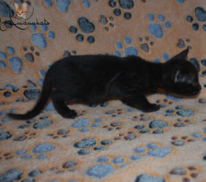 f7-savannah-kitten-1-1-f1b