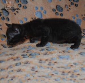 f7-savannah-kitten-1-1-f1c