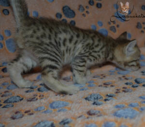 f7-savannah-kitten-1-1-m1e
