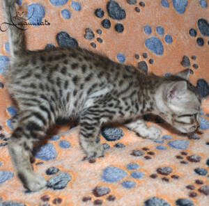 f7-savannah-kitten-1-1m2a