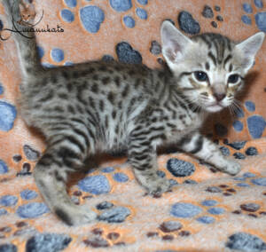 f7-savannah-kitten-1-1m2b