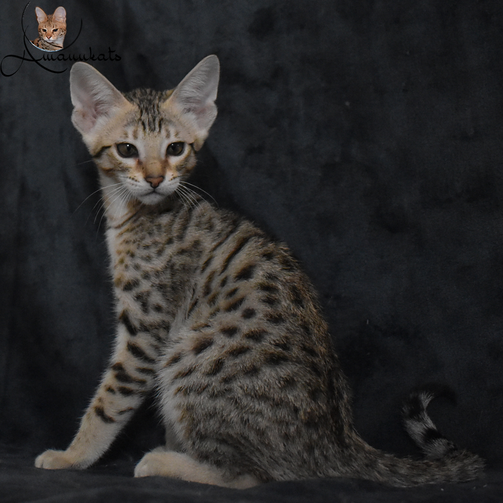 F6 Savannah Kittens