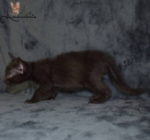 f7-savannah-kitten-1-1-f1ca