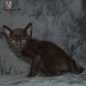 f7-savannah-kitten-1-1-f1cb