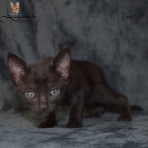 f7-savannah-kitten-1-1-f1cc