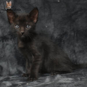 f7-savannah-kitten-1-1-f1cd