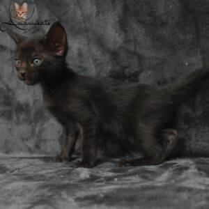 f7-savannah-kitten-1-1-f1ce