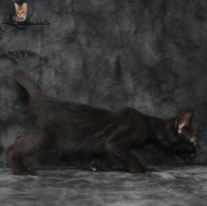 f7-savannah-kitten-1-1-f1cf