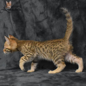 f7-savannah-kitten-1-1-m1ee