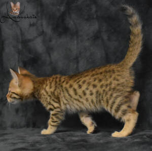 f7-savannah-kitten-1-1-m1ef