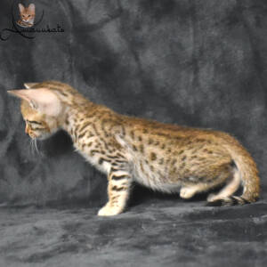 f7-savannah-kitten-1-1m2da