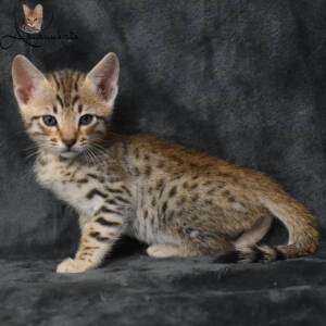 f7-savannah-kitten-1-1m2db