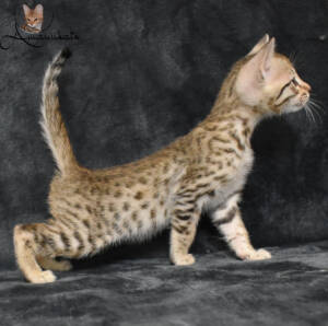 f7-savannah-kitten-1-1m2dc
