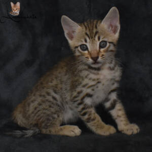 f7-savannah-kitten-1-1m2dd