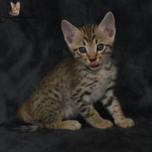 f7-savannah-kitten-1-1m2de