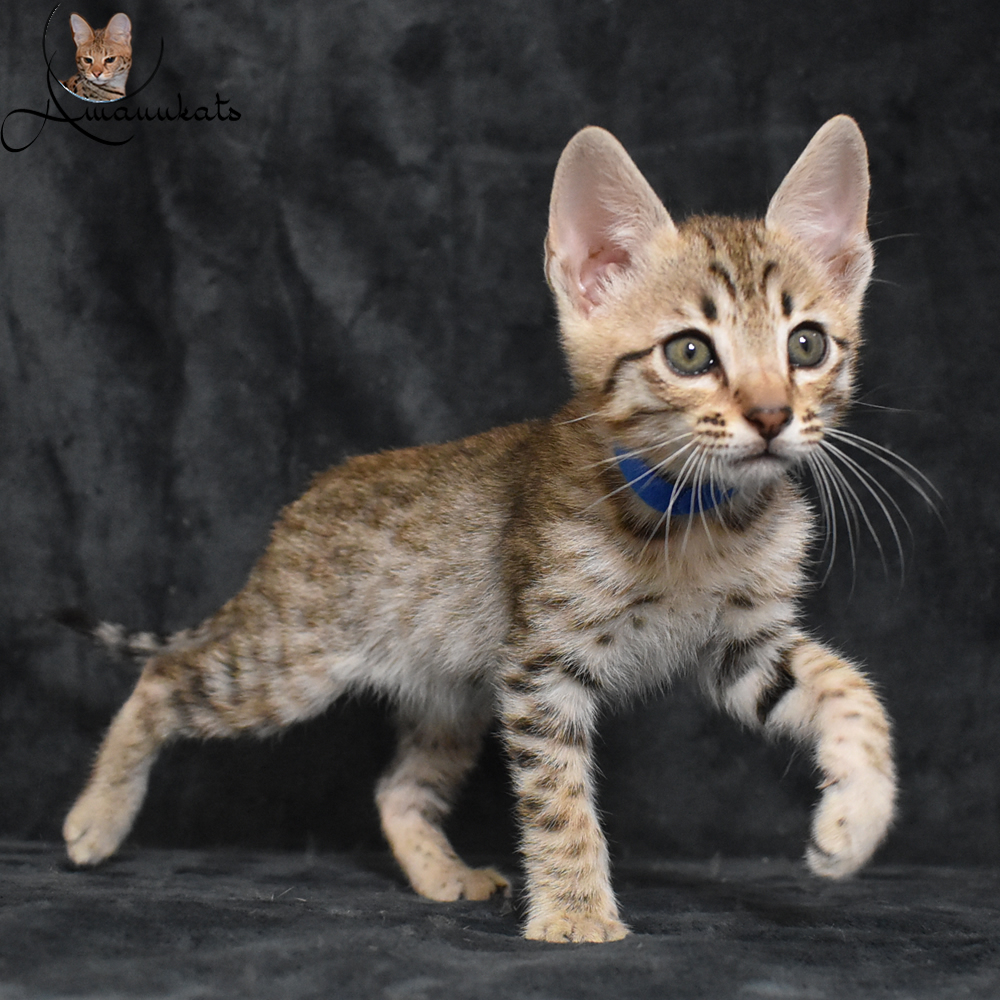 f6 Savannah Kittens