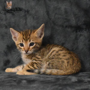 f7-savannah-kitten-1-1m3da
