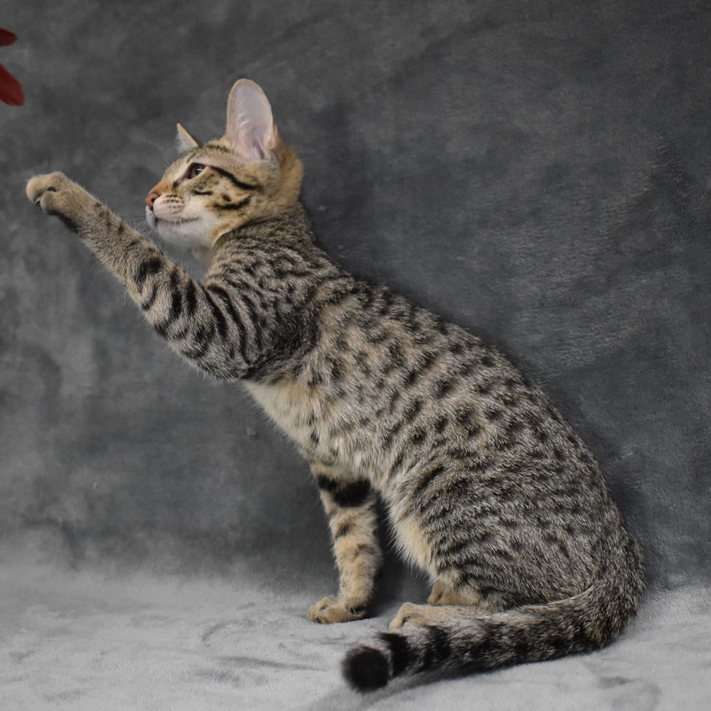 F6 savannah sales cat for sale