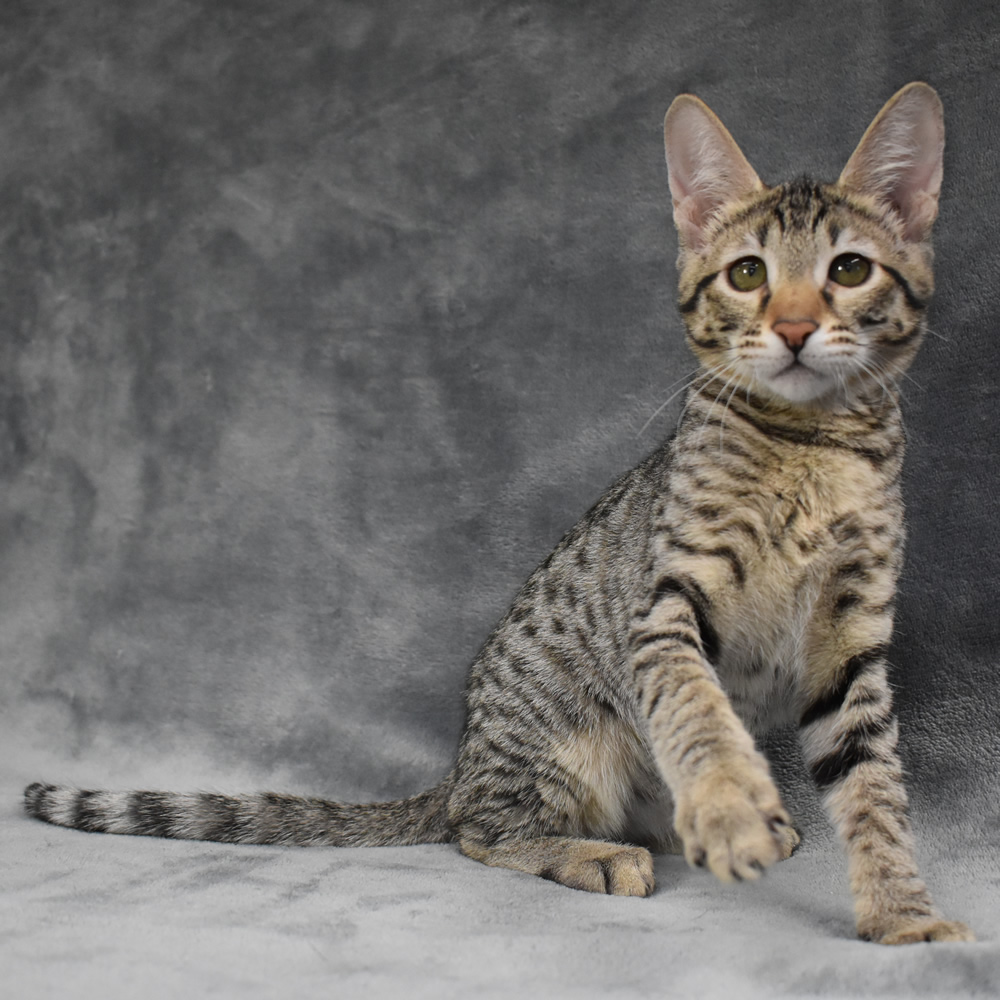 F2 Savannah Kittens